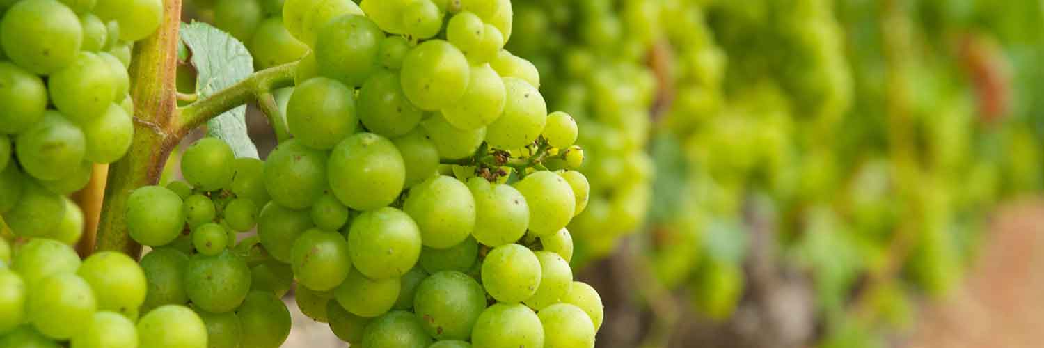  Pisos Jerez de la Frontera y Adosados Jerez de la Frontera